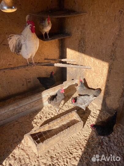 Молодые петухи