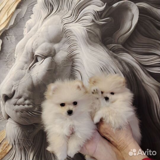 Померанский шпиц