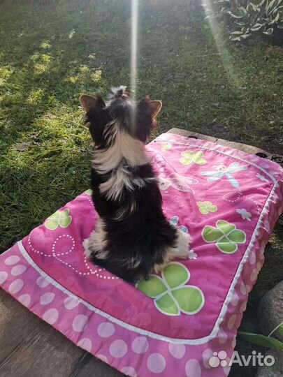 Стандартная девочка бивер РКФ