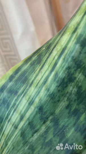 Сансевиерия Футура вариегатная