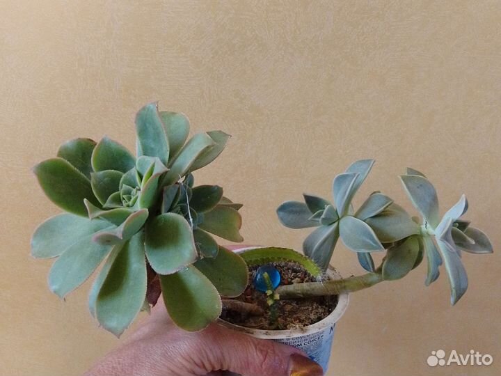 Кислица,суккуленты, кактусарий, пиперомии