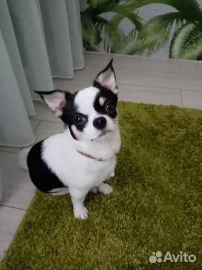 Вязка кобель чихуахуа