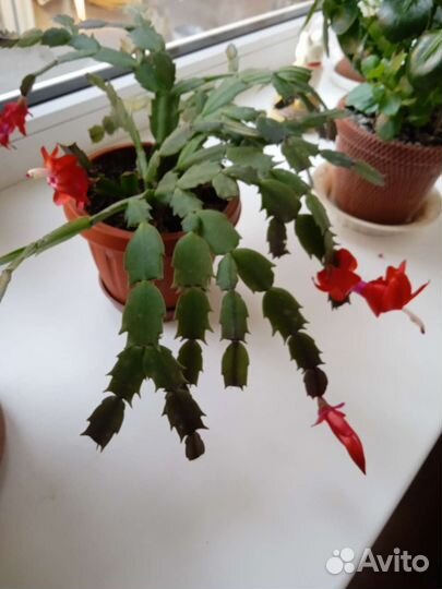 Комнатные цветы