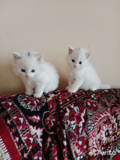 Сибирская