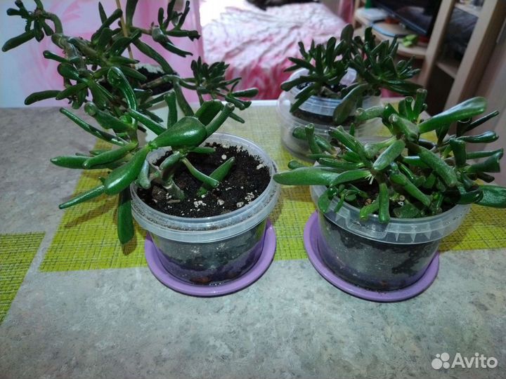 Толстянка хоббит