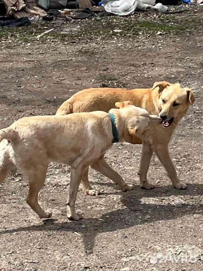Замечательные щенки в поисках дома