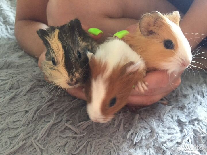 Морские свинки