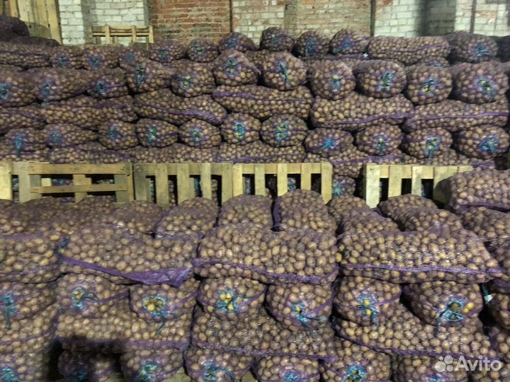 Семенной картофель