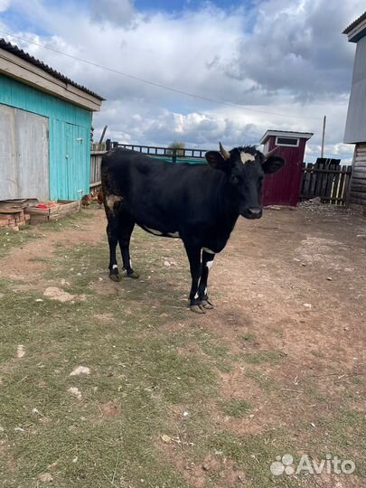 Коровы и телки стельные