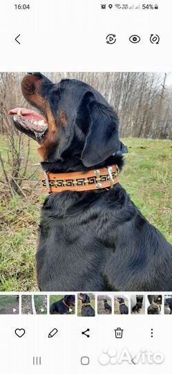 Ошейник для большой собаки