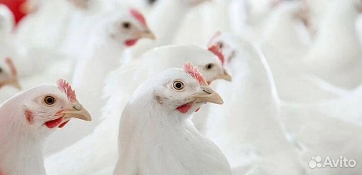 Куры несушки цыплята