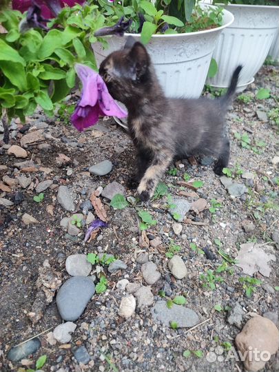 Котик в добрые руки