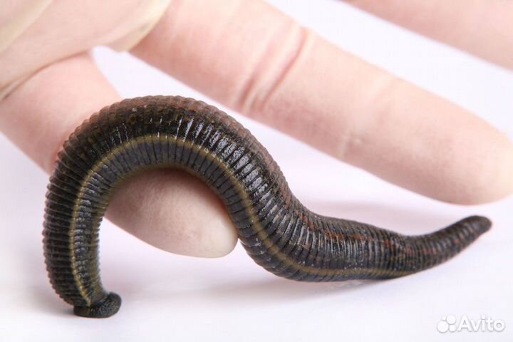 Пиявка лечебная