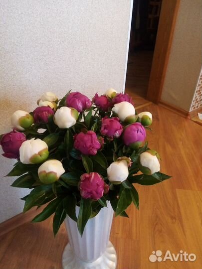 Пионы