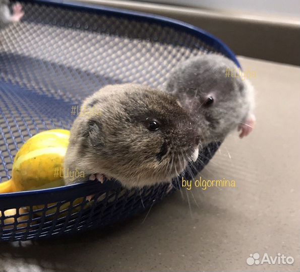 Слепушонка восточная / Ellobius tancrei