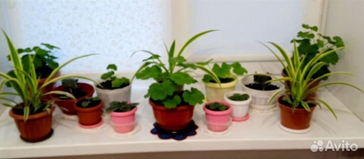 Комнатные цветы