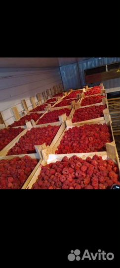 Клубника из Киргизии. Сбор на 23 октября