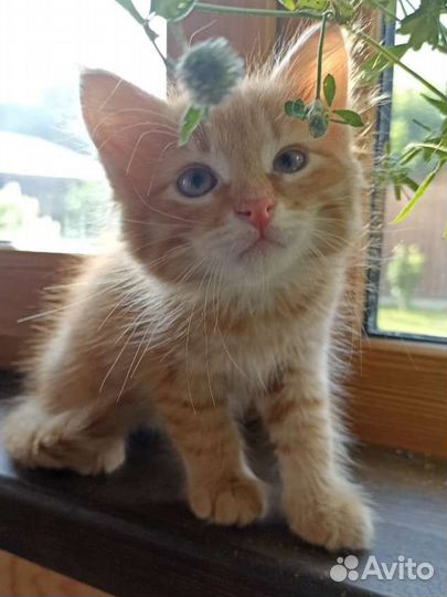 Кошки в добрые руки бесплатно