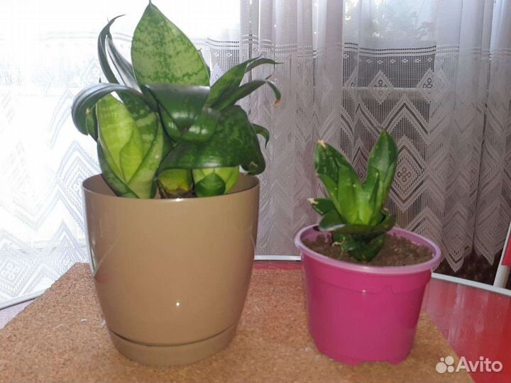 Сансевиерия ханни