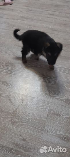 Немецкая овчарка