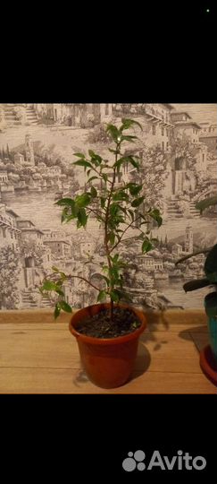 Комнатные цветы