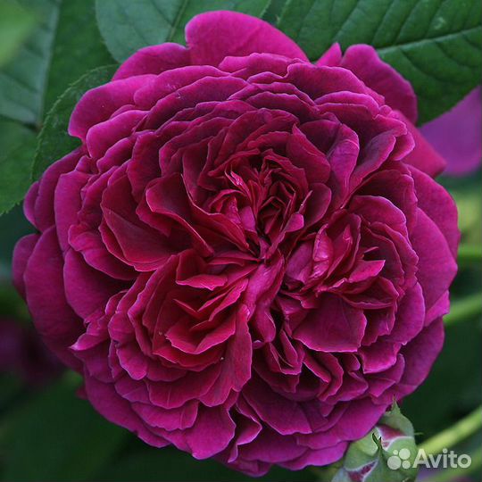 Продажа саженцев роз