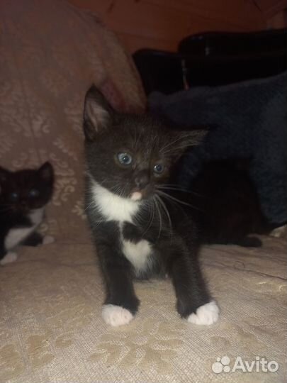 Отдам котят