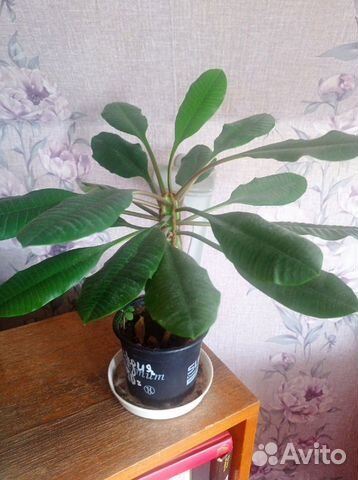 Молочай беложильчатый