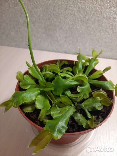 Венерина мухоловка Dionaea muscipula