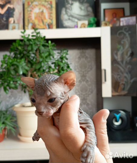 Донской сфинкс котята