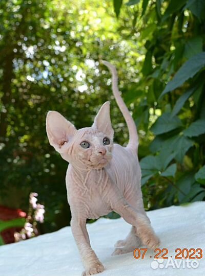 Канадский сфинкс девочка