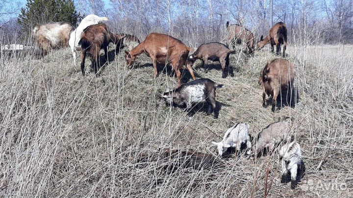Козье молоко и сыр