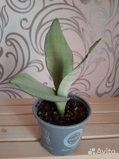 Сансевиерия муншайн