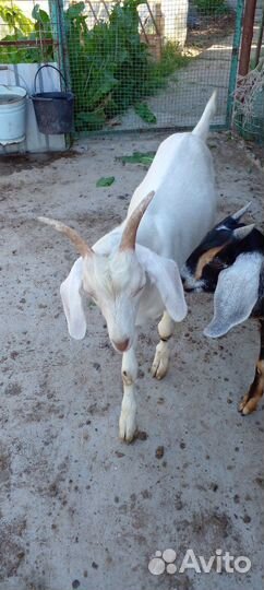 Нубийский козел