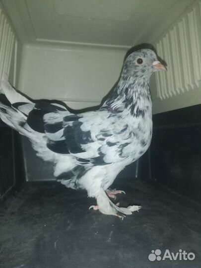 Голуби бойные бакинские и иранские