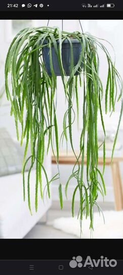 Липисмиум Боливийский-лесной кактус