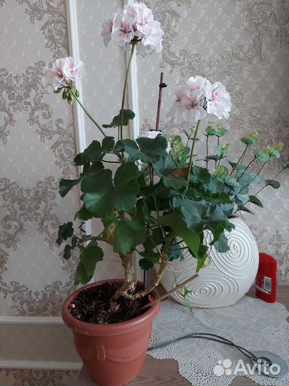 Пеларгония