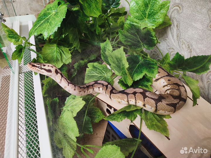 Передержка змей и других рептилий