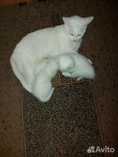 Котёнок девочка 1.5 мес турецкий ван