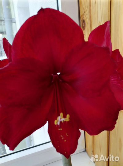 Гиппеаструм