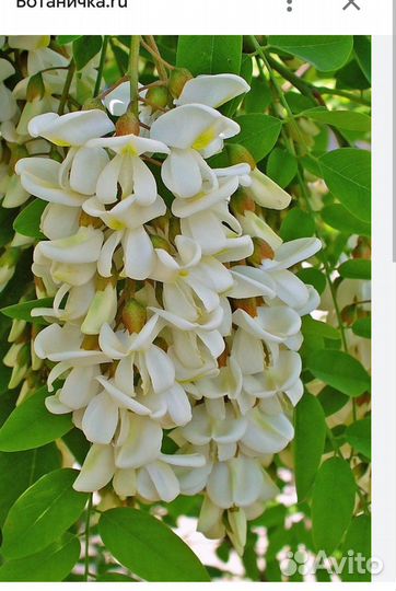 Белая акация