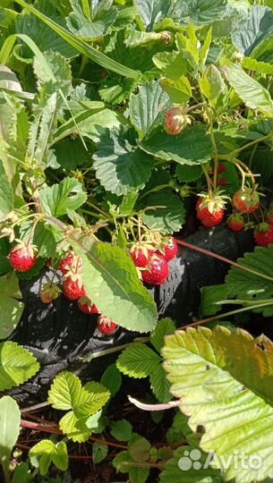 Рассада Клубника
