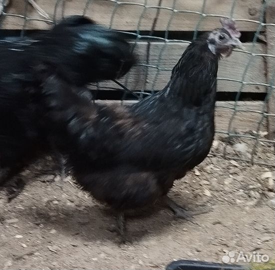 Яйца на инкубацию