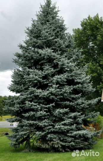 Ель pungens Glauca
