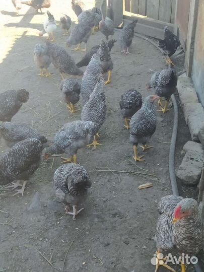 Куры молодки