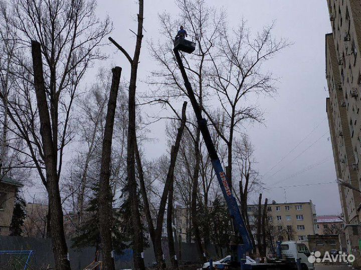 Спил деревьев (вывоз)