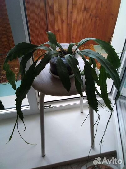 Дримиопсис