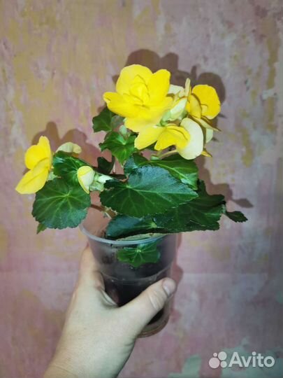 Бегония элатиор