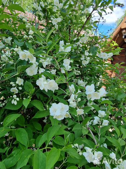 Жасмин чубушник