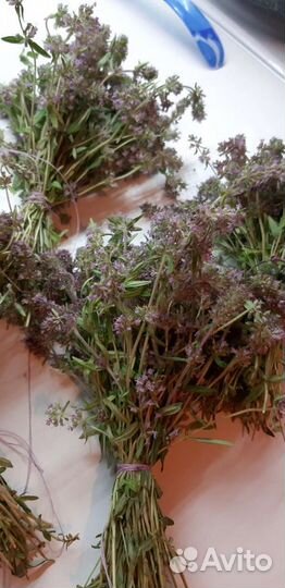 Чабрец (тимьян)